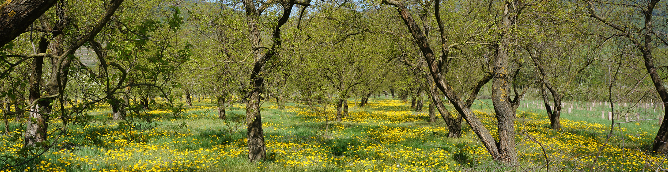 Psychotherapie-Strobl Website header10